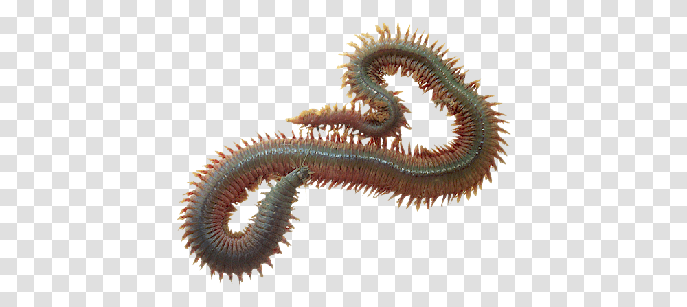 Dynabait Freeze Dried Sea Worms Animals That Breathe Through Skin, Sea Life, Invertebrate, Fungus, Photography Transparent Png