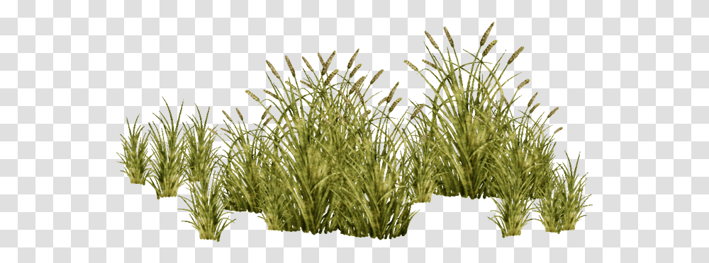 E Grasses, Vegetation, Plant, Potted Plant, Vase Transparent Png