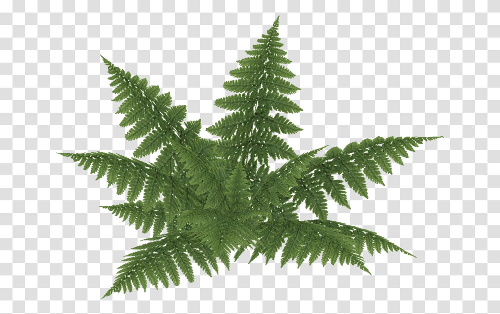 E 2 Bracken Fern, Plant, Leaf, Weed Transparent Png