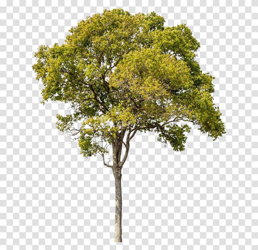 E Prepare Se Para Elevar Suas Tree For Architect, Plant, Tree Trunk, Oak, Maple Transparent Png