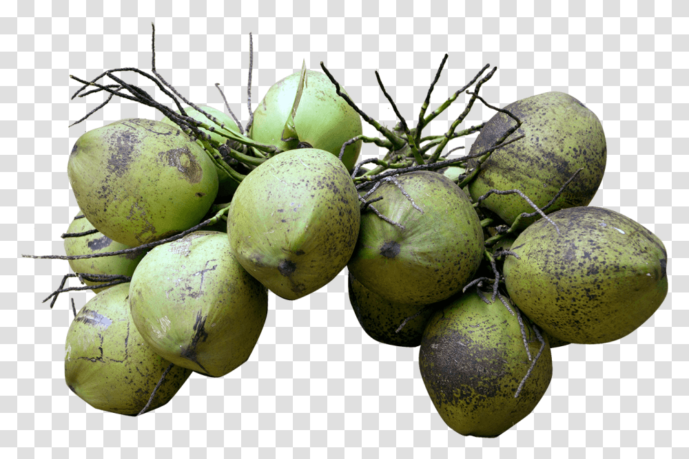 Each Coconut Will Have An Unique Code With This You Coconut, Plant, Fruit, Food, Vegetable Transparent Png