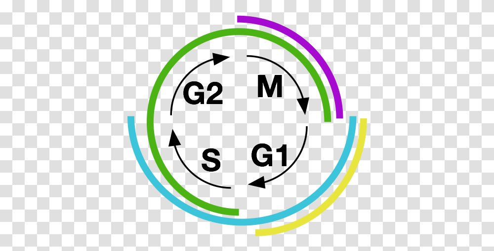 Each Portion Of The Cell Cycle Is Marked By A Distinctive Cell Cycle Icon, Hoop, Face, Light, Moon Transparent Png