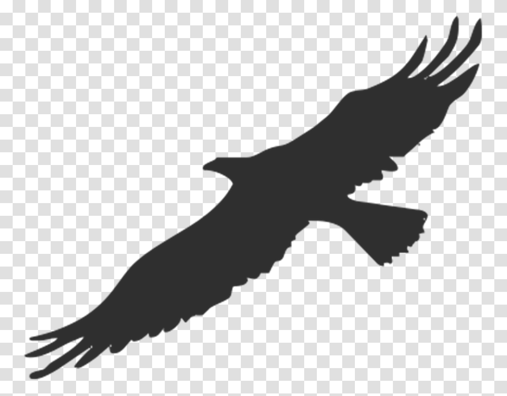 Eagle 960, Animal, Silhouette, Person, Human Transparent Png