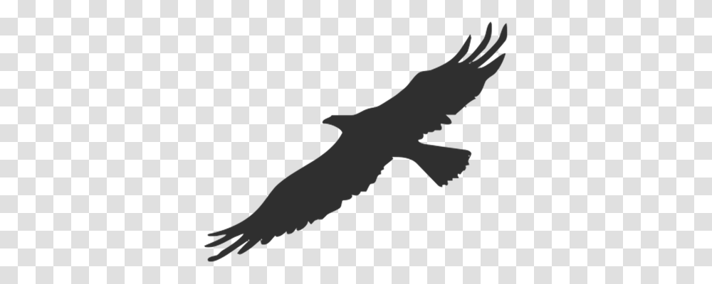 Eagle Education, Silhouette, Animal, Reptile Transparent Png