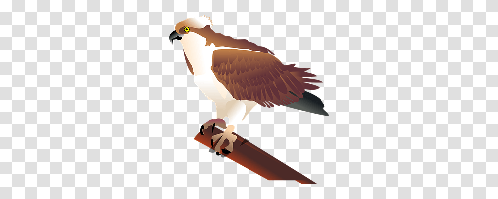Eagle Animals, Kite Bird, Vulture, Accipiter Transparent Png