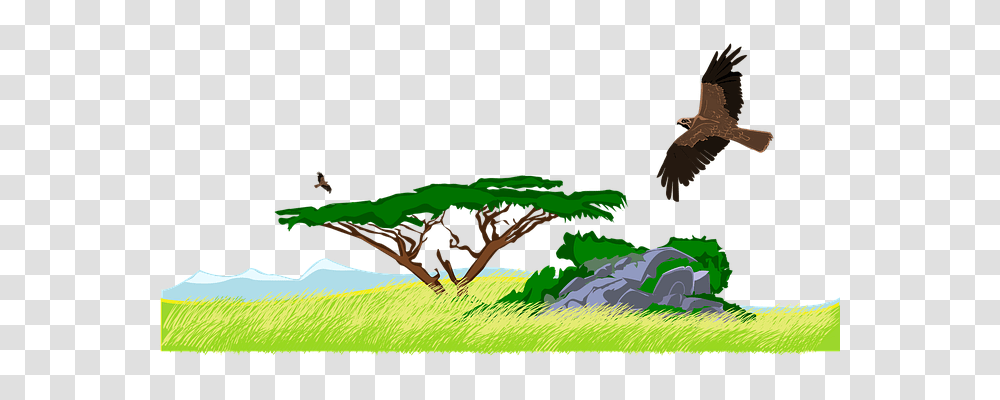 Eagle Nature, Vegetation, Plant, Animal Transparent Png