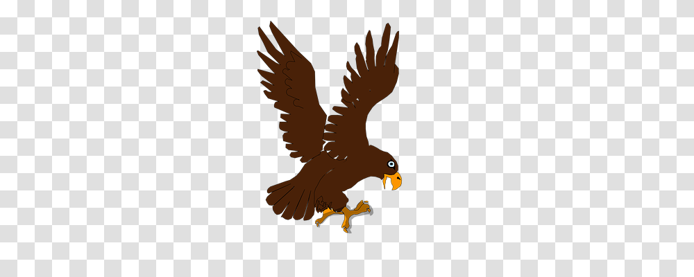 Eagle Animals, Bird, Vulture, Hawk Transparent Png