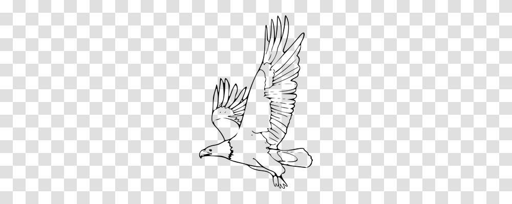 Eagle Animals, Gray, World Of Warcraft Transparent Png