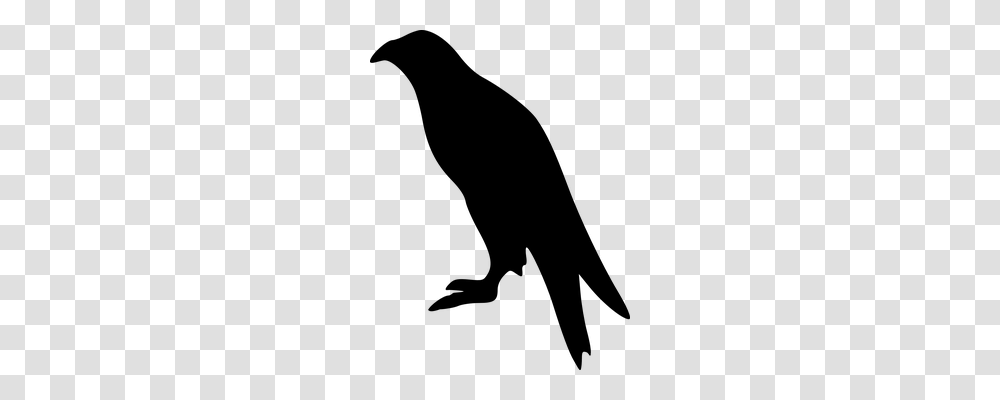 Eagle Animals, Gray, World Of Warcraft Transparent Png