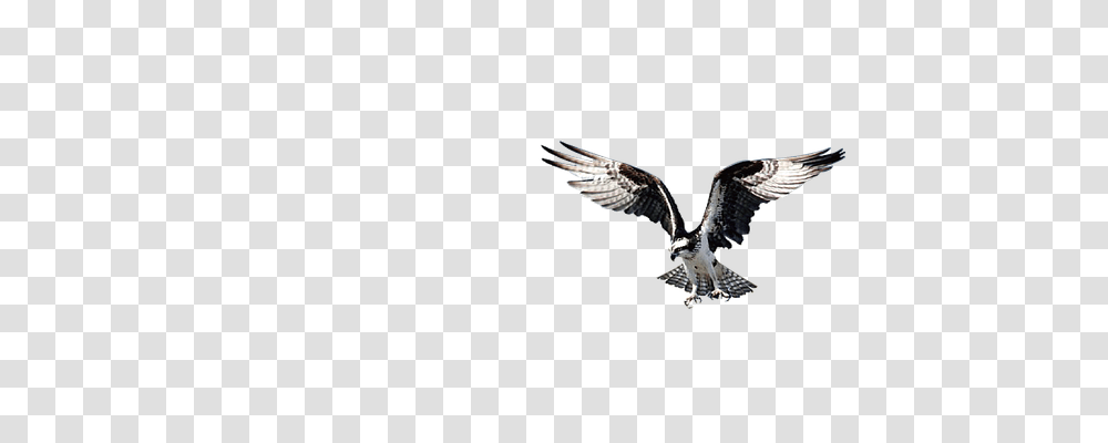 Eagle Transport, Flying, Bird, Animal Transparent Png