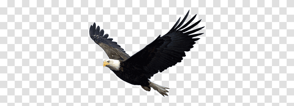 Eagle 2 Image Of Eagle, Bird, Animal, Bald Eagle, Flying Transparent Png