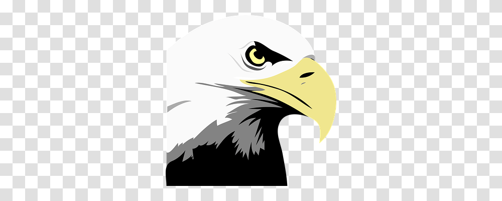 Eagle Animals, Bird, Bald Eagle, Beak Transparent Png