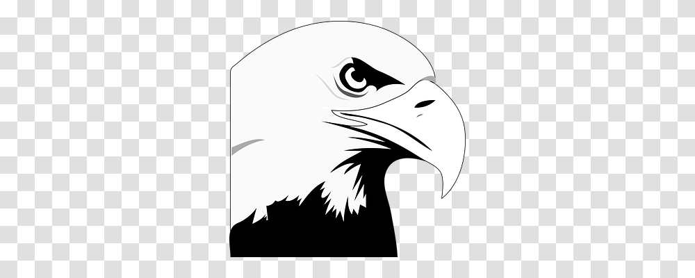 Eagle Bird, Animal, Bald Eagle, Beak Transparent Png