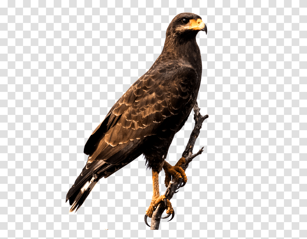 Eagle 960, Animals, Bird, Buzzard, Hawk Transparent Png