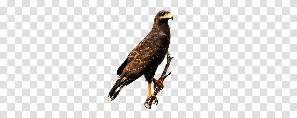 Eagle Nature, Bird, Animal, Buzzard Transparent Png