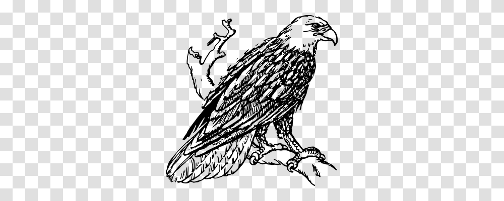 Eagle Animals, Gray, World Of Warcraft Transparent Png