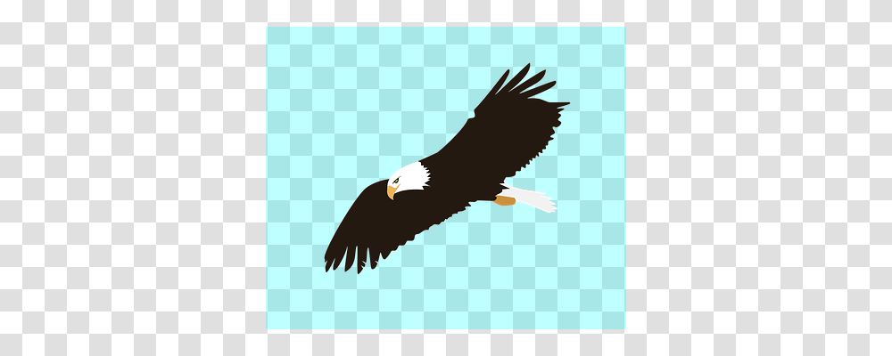 Eagle Animals, Bird, Bald Eagle, Vulture Transparent Png