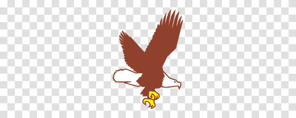 Eagle Animals, Bird, Waterfowl, Jay Transparent Png