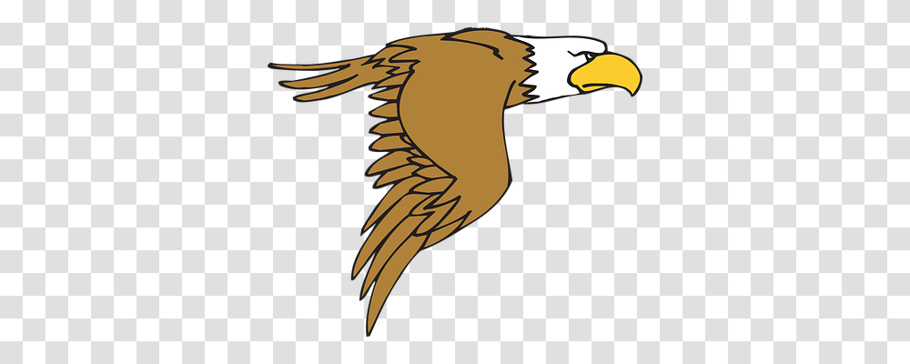 Eagle Animals, Vulture, Bird, Beak Transparent Png