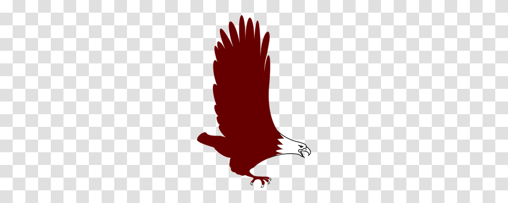 Eagle Animals, Apparel, Footwear Transparent Png