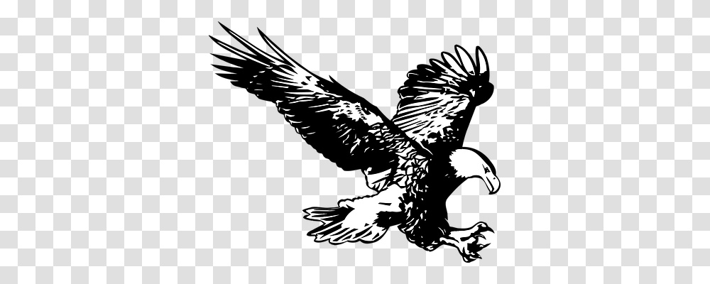 Eagle Animals, Bird, Bald Eagle, Flying Transparent Png