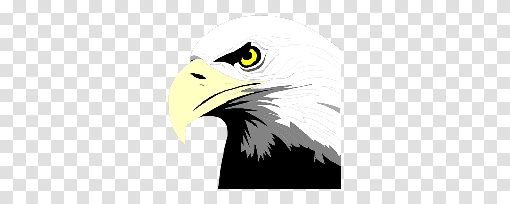 Eagle Nature, Bird, Animal, Bald Eagle Transparent Png