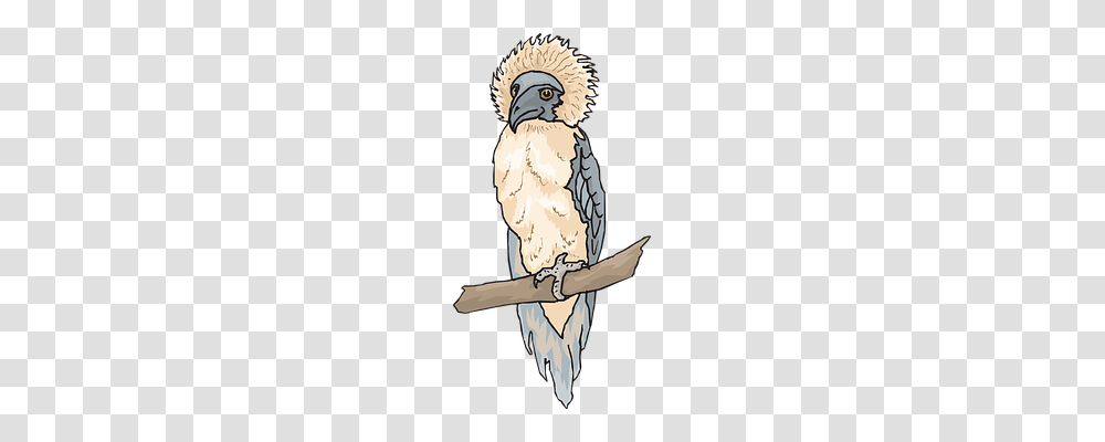 Eagle Animals, Bird, Vulture, Kite Bird Transparent Png