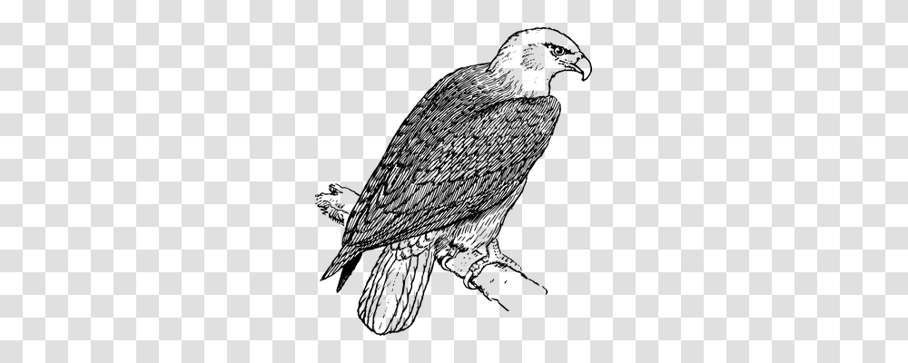 Eagle Animals, Gray, World Of Warcraft Transparent Png