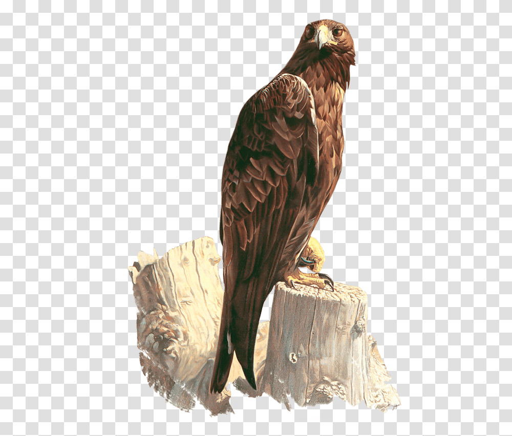 Eagle And Crow Painting, Bird, Animal, Vulture, Buzzard Transparent Png