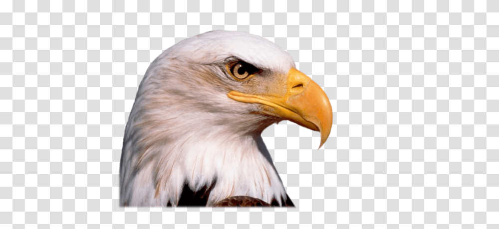 Eagle, Animals, Bird, Bald Eagle, Beak Transparent Png