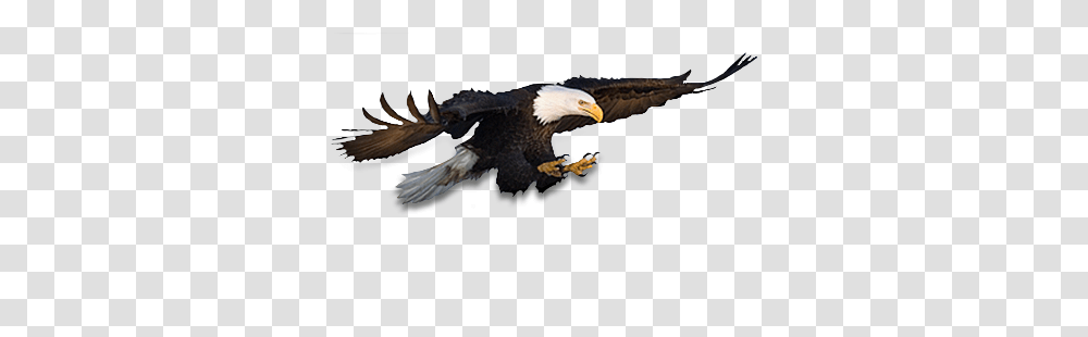 Eagle, Animals, Bird, Bald Eagle, Flying Transparent Png