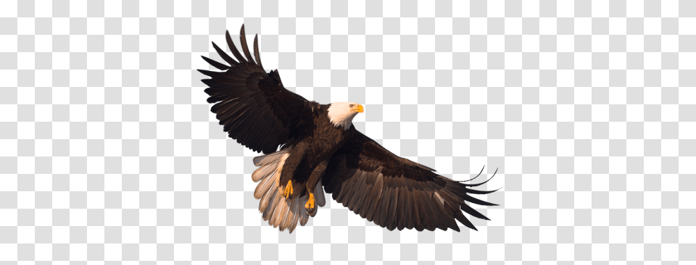 Eagle, Animals, Bird, Bald Eagle, Flying Transparent Png
