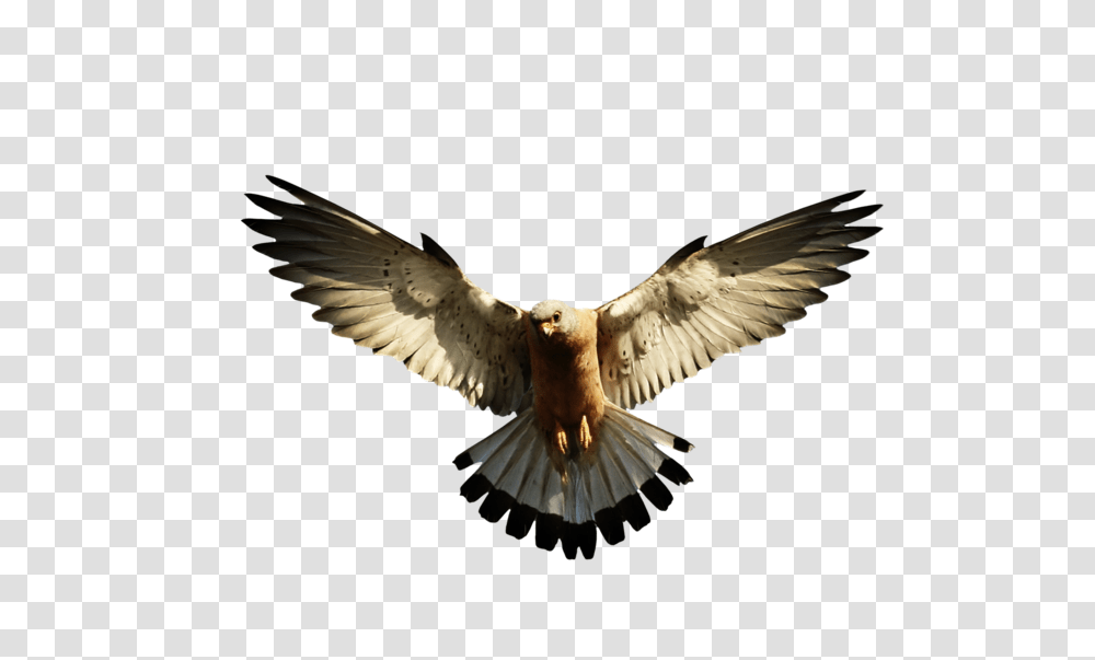 Eagle, Animals, Bird, Flying, Dove Transparent Png