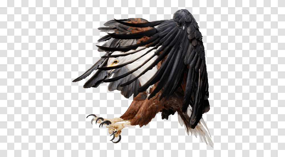 Eagle, Animals, Bird, Hook, Claw Transparent Png