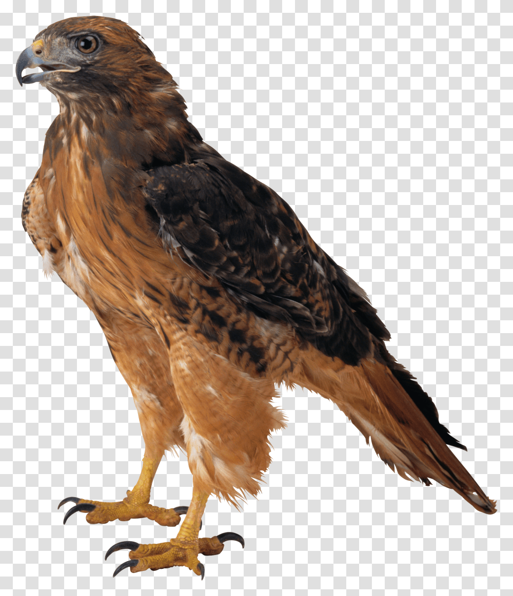 Eagle, Animals, Buzzard, Hawk, Bird Transparent Png