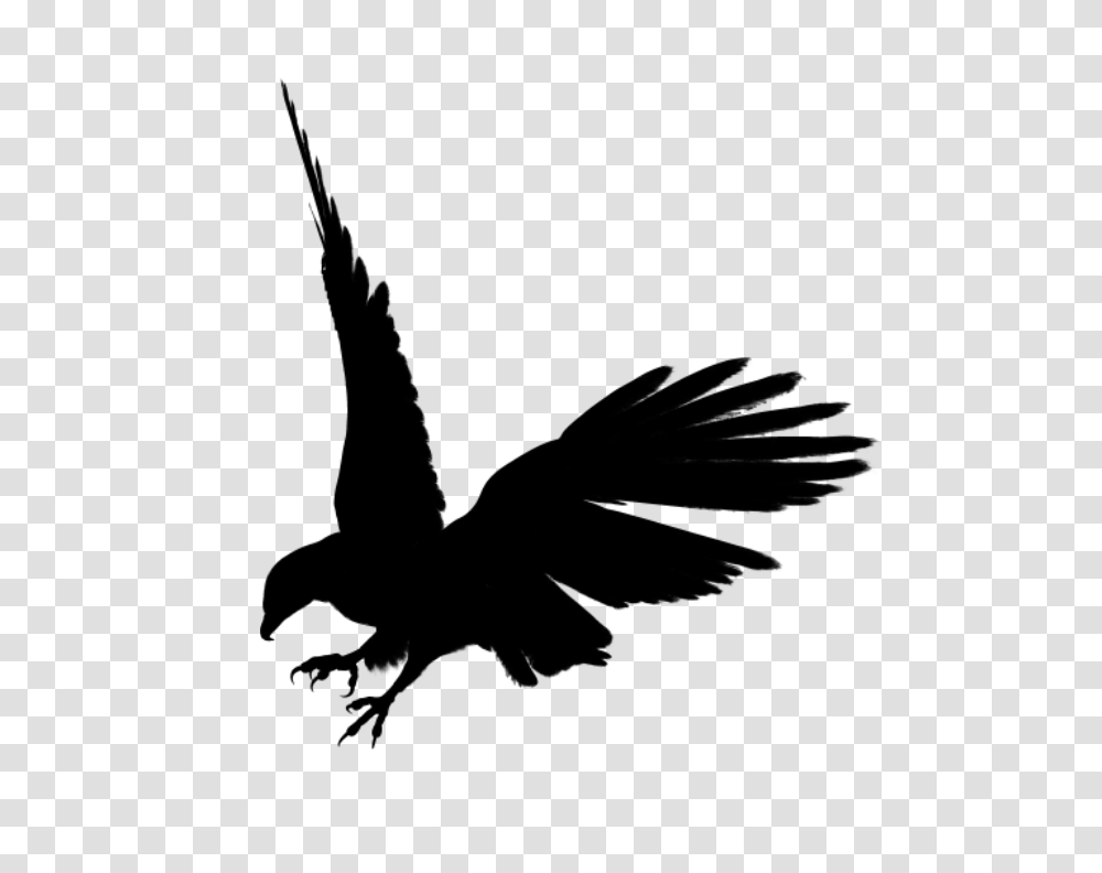 Eagle, Animals, Gray, World Of Warcraft Transparent Png