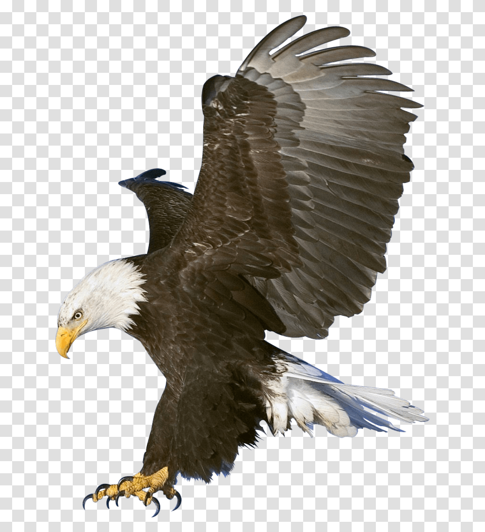 Eagle Background Image Taukeer Editz Background, Bird, Animal, Bald Eagle, Vulture Transparent Png