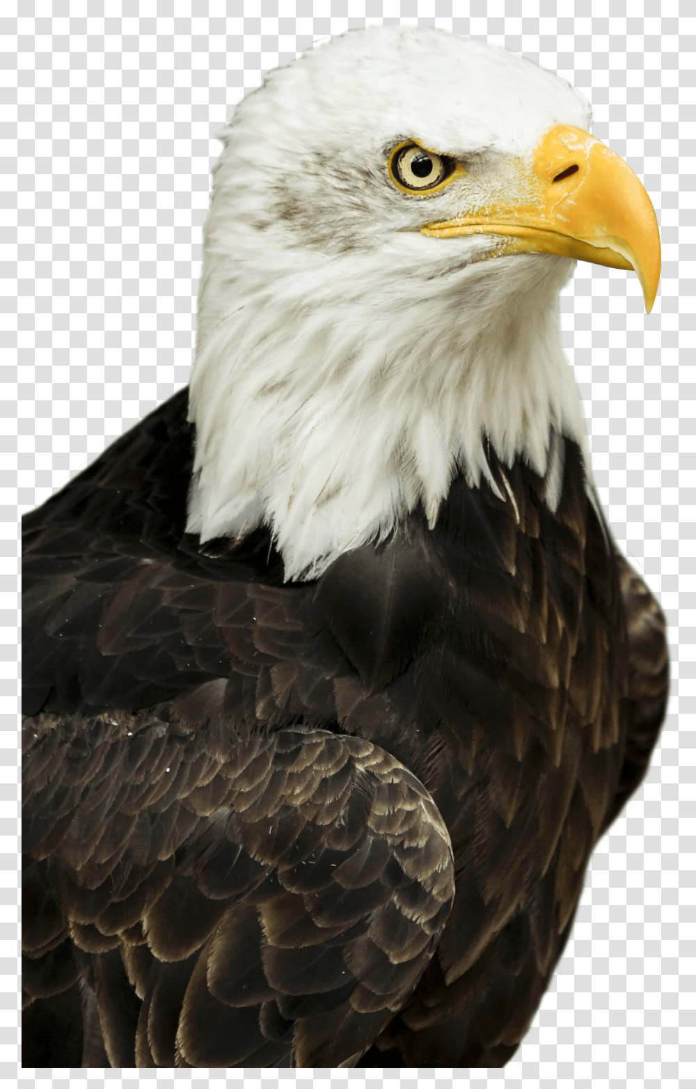 Eagle Bald Eagle, Bird, Animal, Beak Transparent Png