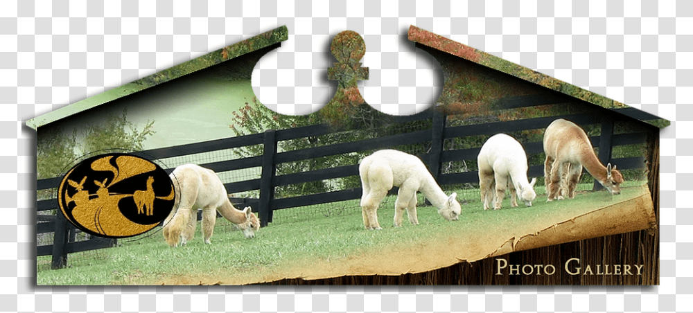 Eagle Bend Alpaca Farm Kentucky Gallery Grazing, Sheep, Mammal, Animal, Kangaroo Transparent Png