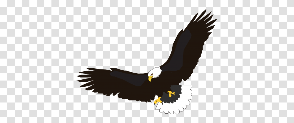 Eagle, Bird, Animal, Bald Eagle, Flying Transparent Png