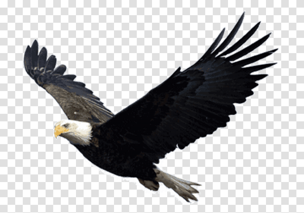 Eagle, Bird, Animal, Bald Eagle, Flying Transparent Png