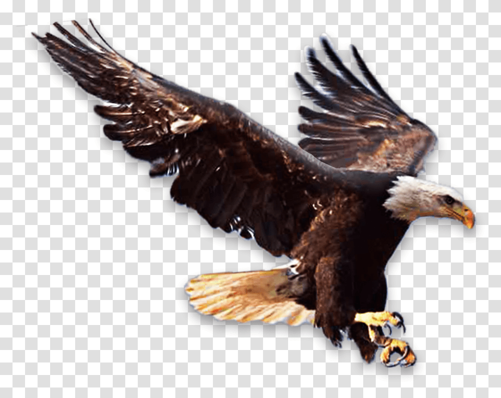 Eagle, Bird, Animal, Bald Eagle Transparent Png
