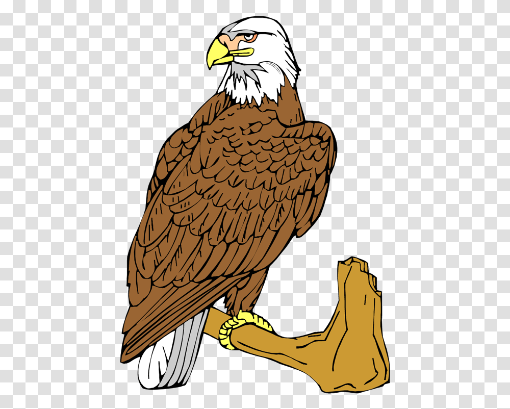 Eagle, Bird, Animal, Bald Eagle, Vulture Transparent Png