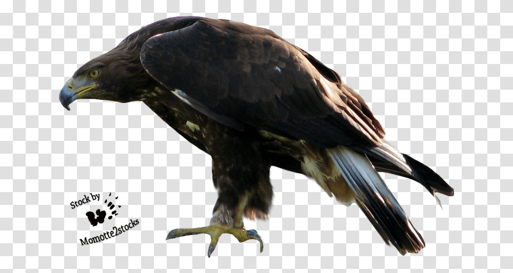 Eagle, Bird, Animal, Buzzard, Hawk Transparent Png