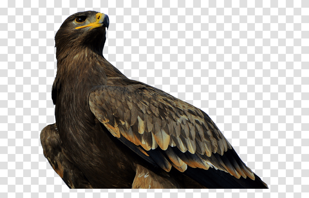 Eagle, Bird, Animal, Buzzard, Hawk Transparent Png