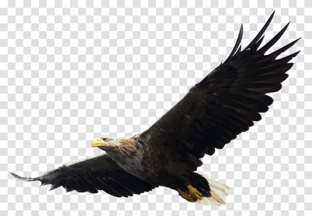 Eagle, Bird, Animal, Flying, Bald Eagle Transparent Png