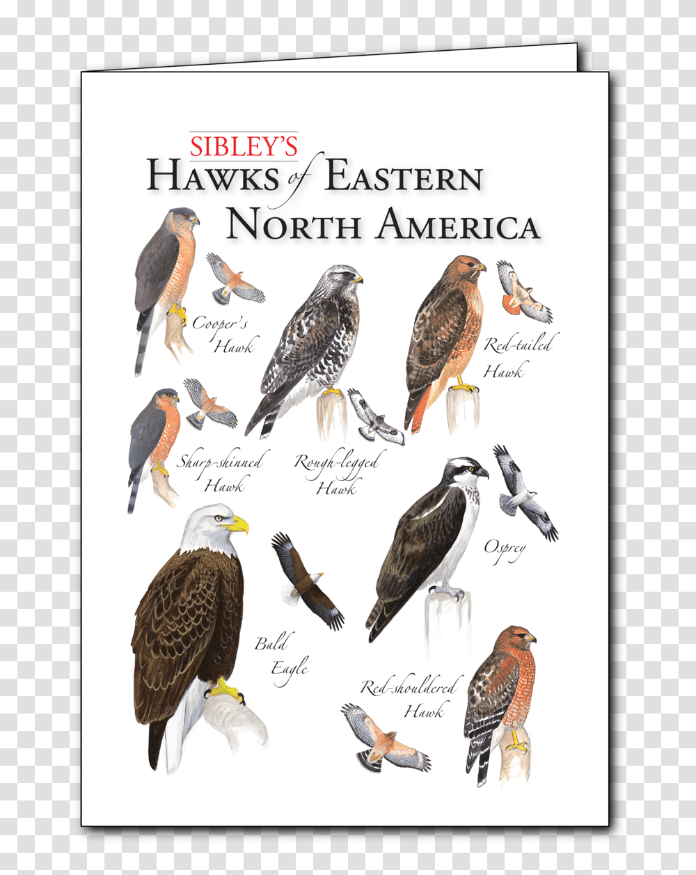 Eagle, Bird, Animal, Hawk, Buzzard Transparent Png