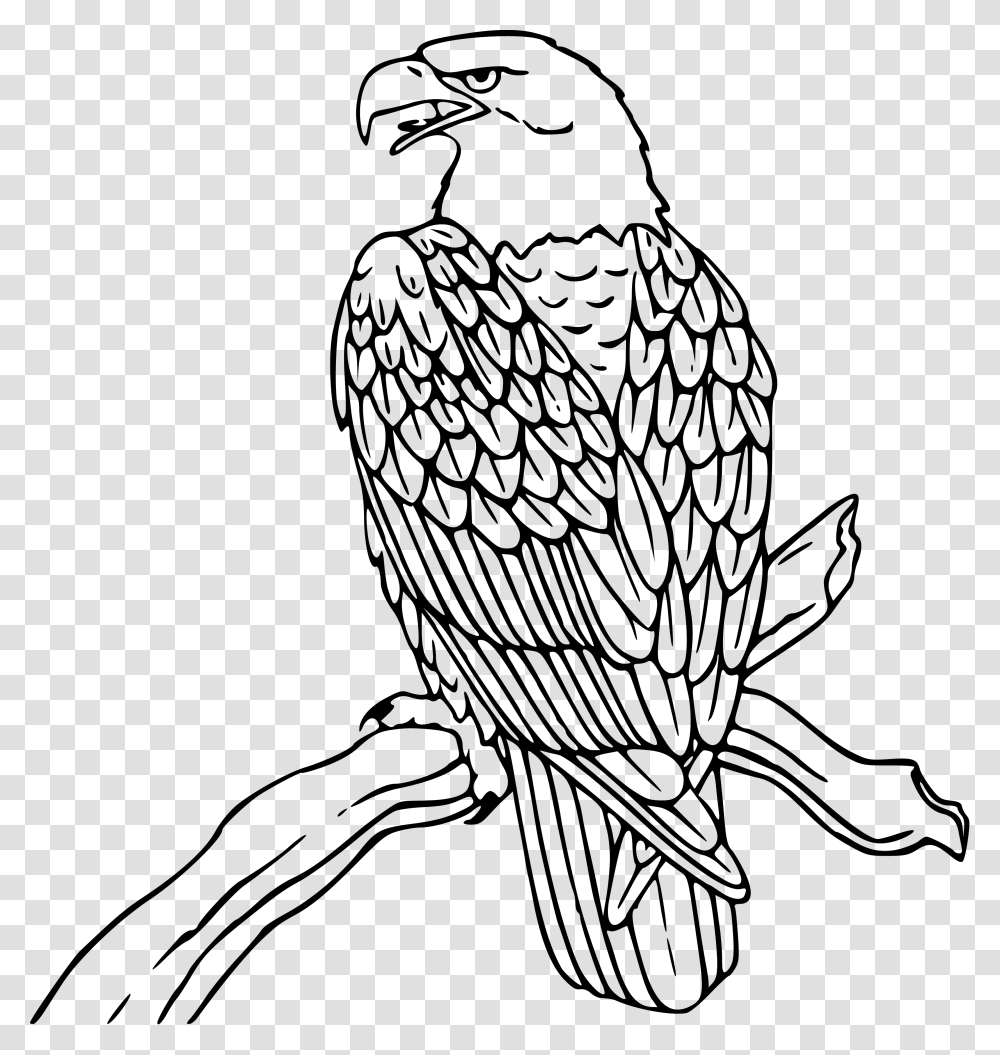 Eagle, Bird, Animal, Hawk Transparent Png