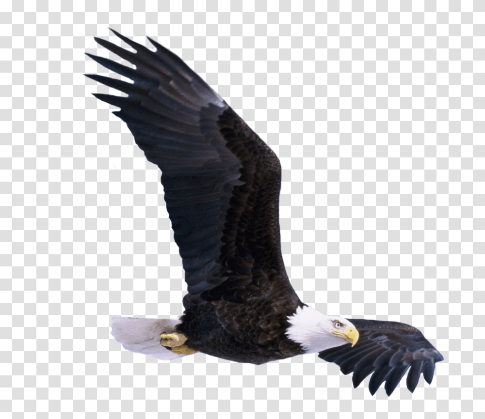 Eagle Bird For Picsart, Animal, Bald Eagle, Flying Transparent Png