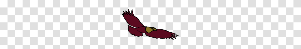 Eagle Bird Of Prey Eagle Head, Sleeve, Hand, Plant Transparent Png